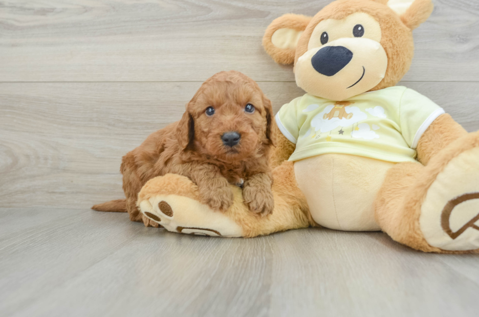 6 week old Mini Goldendoodle Puppy For Sale - Simply Southern Pups