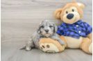 Mini Goldendoodle Pup Being Cute