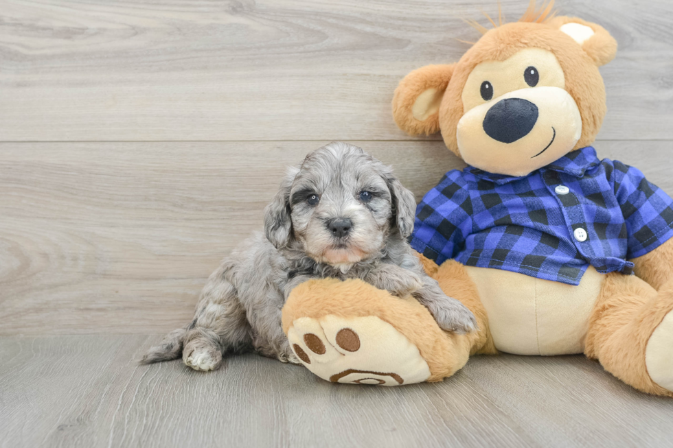 Mini Goldendoodle Pup Being Cute