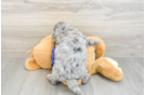 Mini Goldendoodle Puppy for Adoption