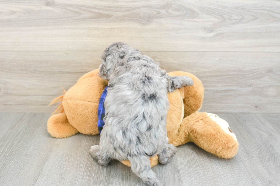 Mini Goldendoodle Puppy for Adoption