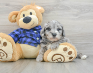 8 week old Mini Goldendoodle Puppy For Sale - Simply Southern Pups