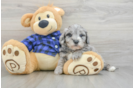 Little Mini Goldenpoo Poodle Mix Puppy
