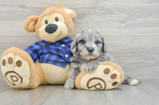 Little Mini Goldenpoo Poodle Mix Puppy