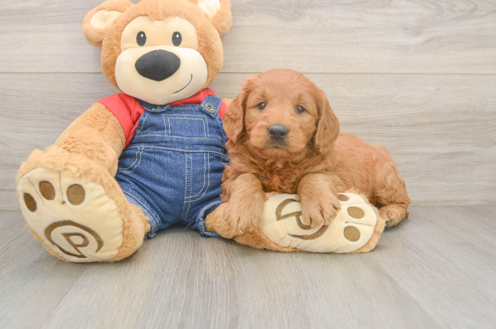 8 week old Mini Goldendoodle Puppy For Sale - Simply Southern Pups