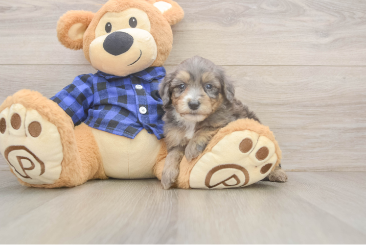 Adorable Golden Retriever Poodle Mix Poodle Mix Puppy