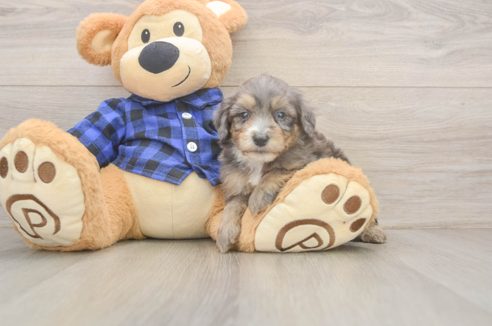 5 week old Mini Goldendoodle Puppy For Sale - Simply Southern Pups