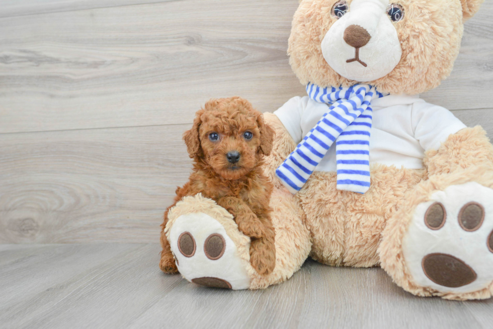 Sweet Mini Goldendoodle Baby