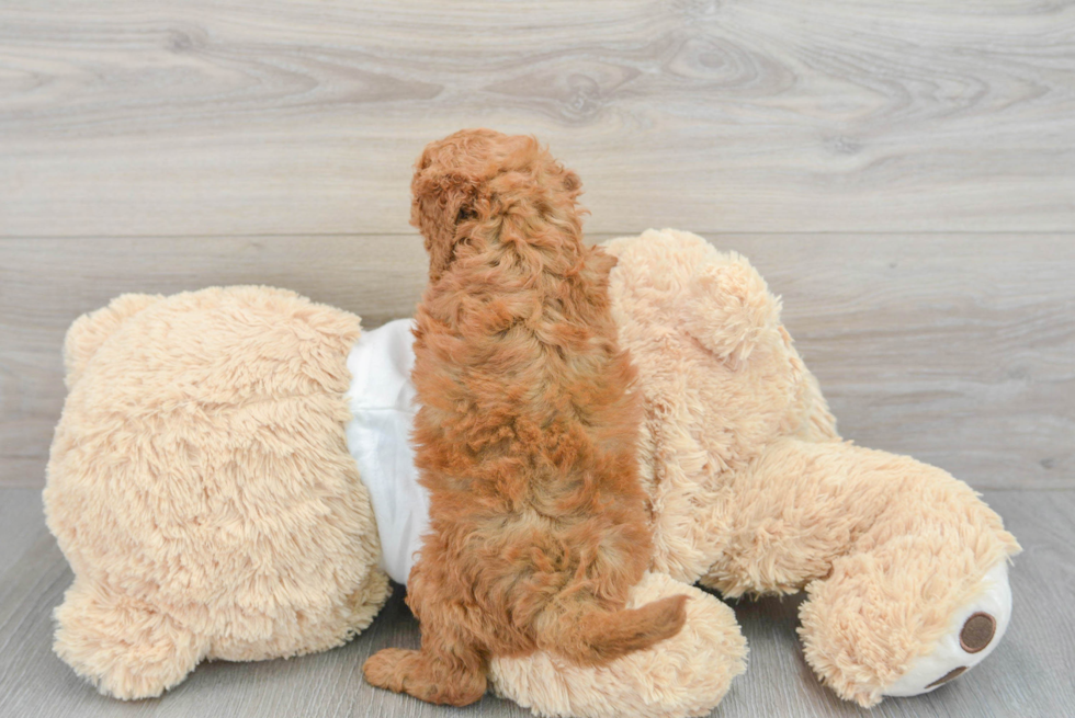 Fluffy Mini Goldendoodle Poodle Mix Pup