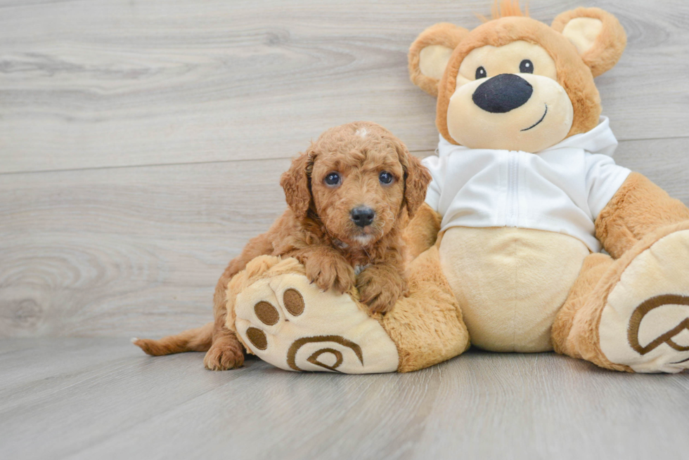 Little Golden Retriever Poodle Mix Puppy