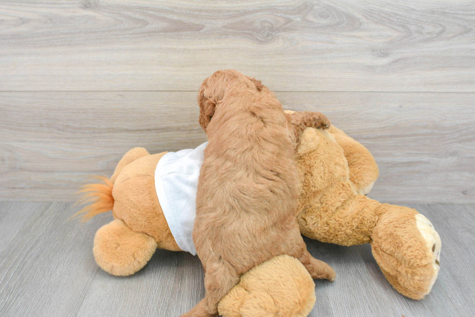 Best Mini Goldendoodle Baby
