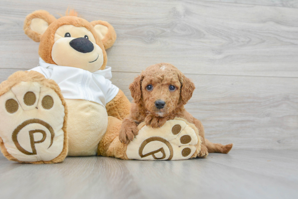 Mini Goldendoodle Pup Being Cute