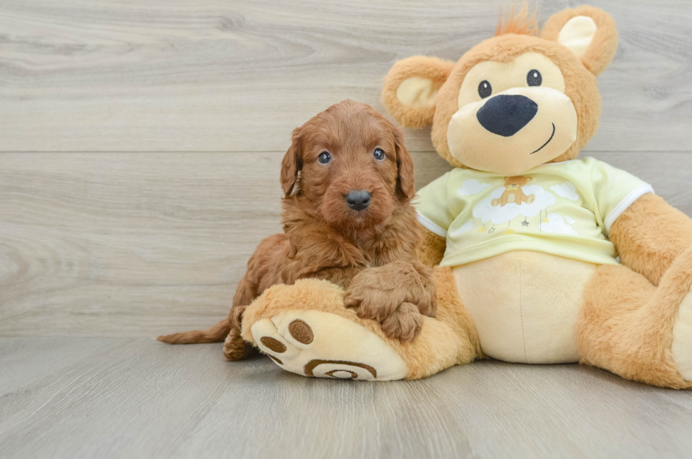 6 week old Mini Goldendoodle Puppy For Sale - Simply Southern Pups