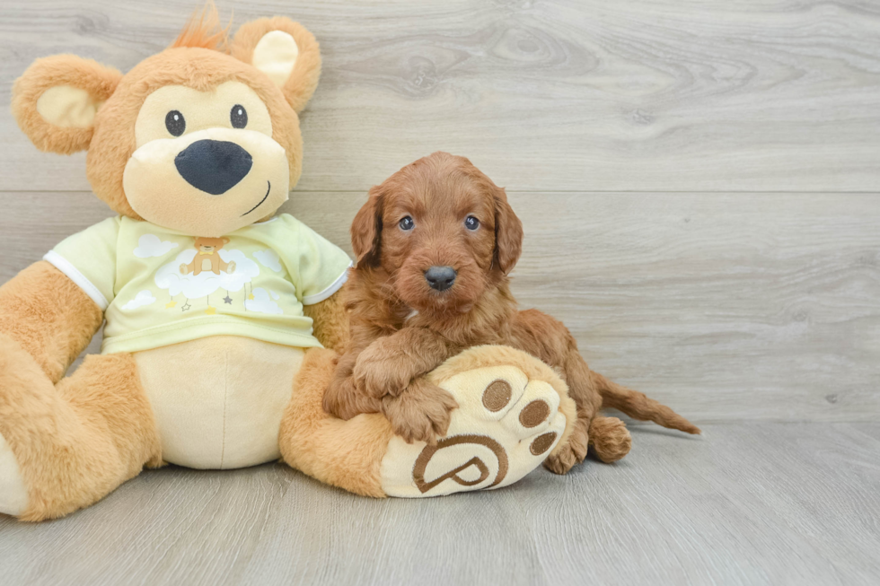 Hypoallergenic Mini Goldiepoo Poodle Mix Puppy