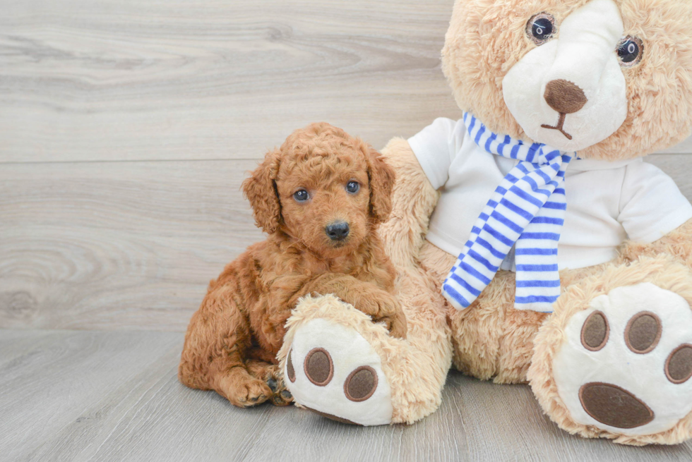 Best Mini Goldendoodle Baby