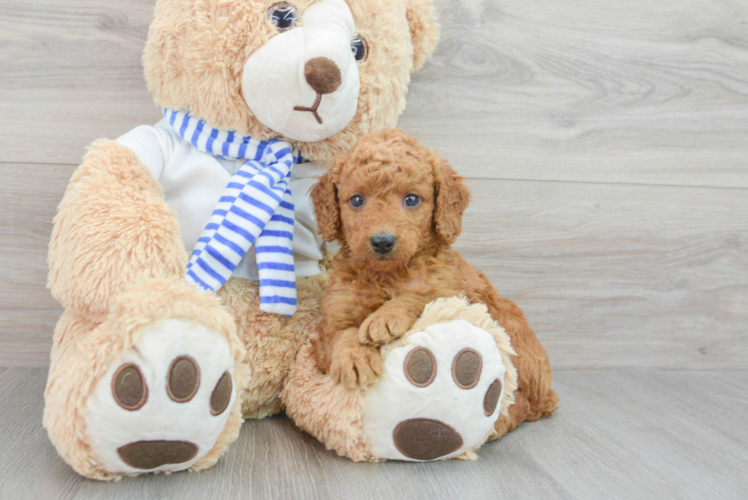 Mini Goldendoodle Pup Being Cute