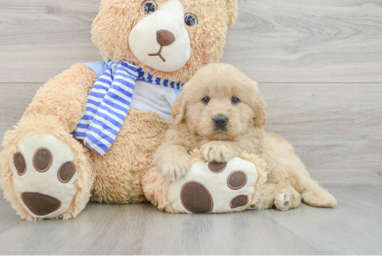 Best Mini Goldendoodle Baby