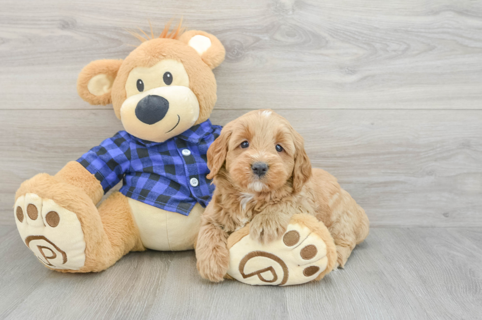 7 week old Mini Goldendoodle Puppy For Sale - Simply Southern Pups