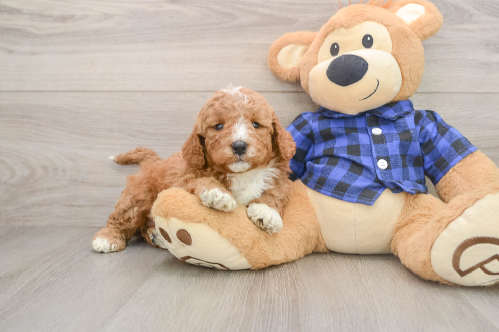 Funny Mini Goldendoodle Poodle Mix Pup