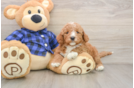 Mini Goldendoodle Pup Being Cute