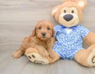 7 week old Mini Goldendoodle Puppy For Sale - Simply Southern Pups