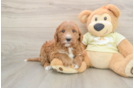 Mini Goldendoodle Puppy for Adoption
