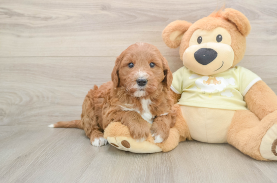 Mini Goldendoodle Puppy for Adoption