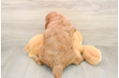 Best Mini Goldendoodle Baby