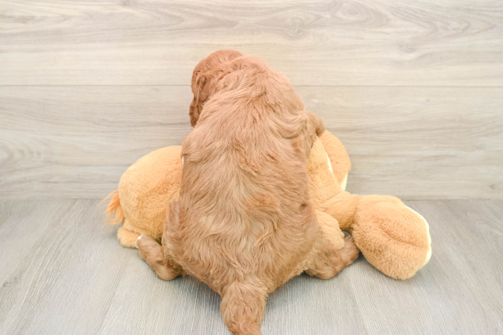 Best Mini Goldendoodle Baby