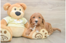Mini Goldendoodle Pup Being Cute