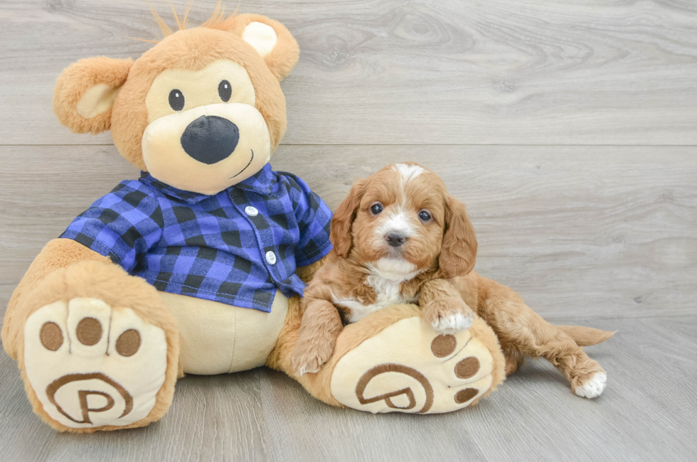 7 week old Mini Goldendoodle Puppy For Sale - Simply Southern Pups