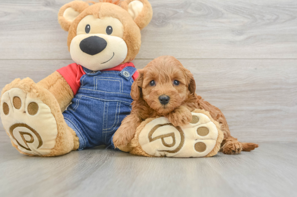 6 week old Mini Goldendoodle Puppy For Sale - Simply Southern Pups