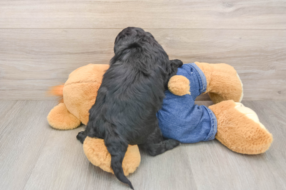 Mini Goldendoodle Pup Being Cute