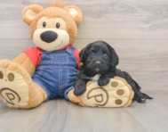 7 week old Mini Goldendoodle Puppy For Sale - Simply Southern Pups