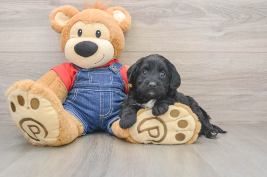 Mini Goldendoodle Puppy for Adoption