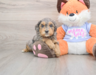 6 week old Mini Goldendoodle Puppy For Sale - Simply Southern Pups