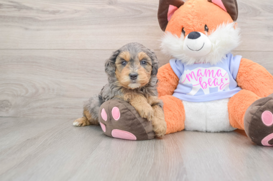 Energetic Golden Doodle Poodle Mix Puppy