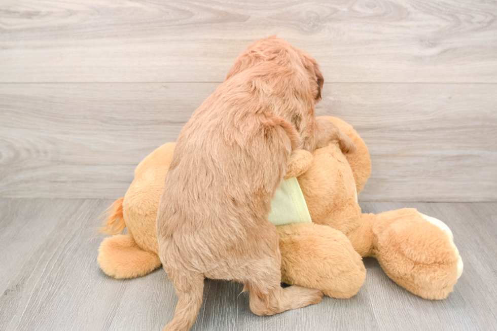 Best Mini Goldendoodle Baby