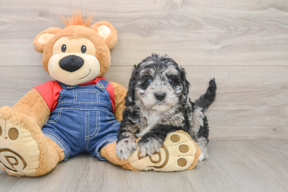Smart Mini Goldendoodle Poodle Mix Pup