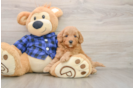 Hypoallergenic Mini Goldiepoo Poodle Mix Puppy