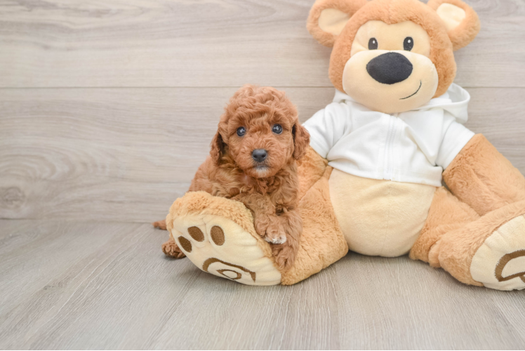 Best Mini Goldendoodle Baby