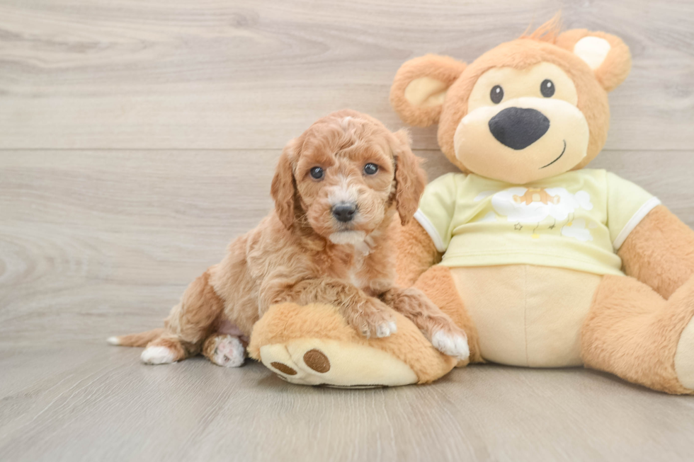 Mini Goldendoodle Pup Being Cute