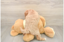 Best Mini Goldendoodle Baby