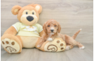 Cute Mini Goldendoodle Baby