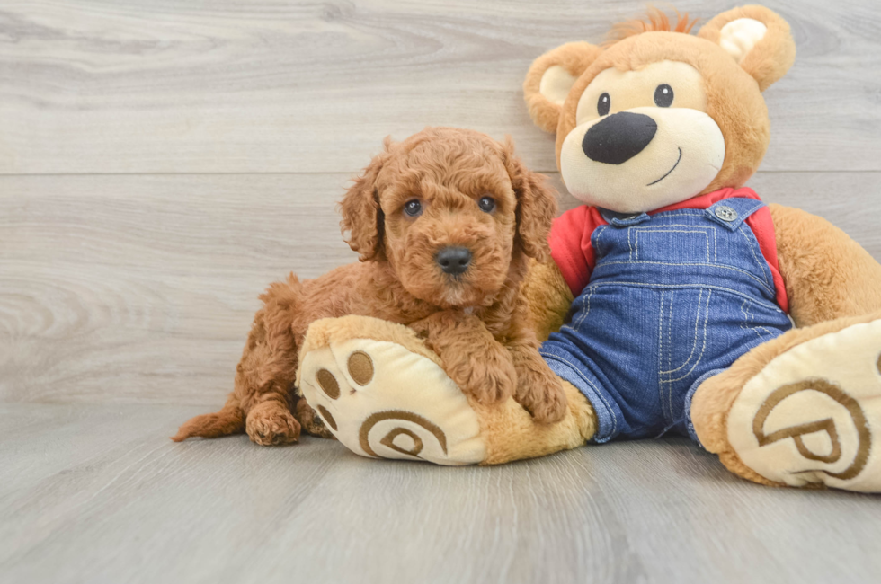 6 week old Mini Goldendoodle Puppy For Sale - Simply Southern Pups