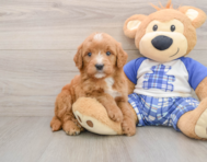 7 week old Mini Goldendoodle Puppy For Sale - Simply Southern Pups