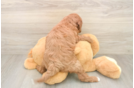 Mini Goldendoodle Puppy for Adoption