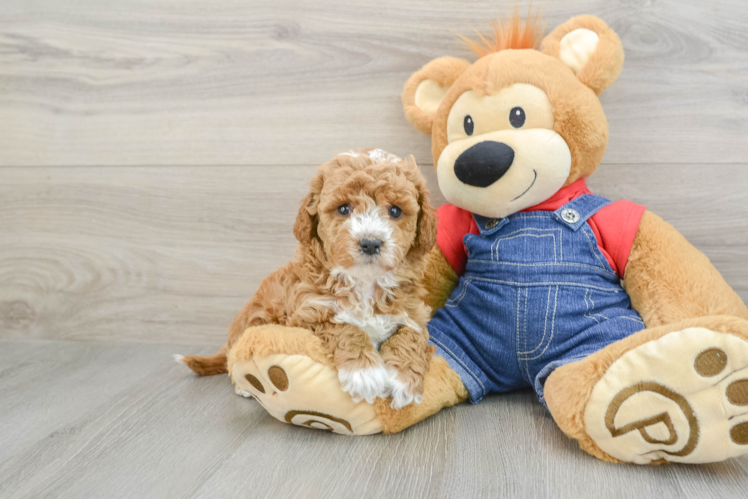 Friendly Mini Goldendoodle Baby