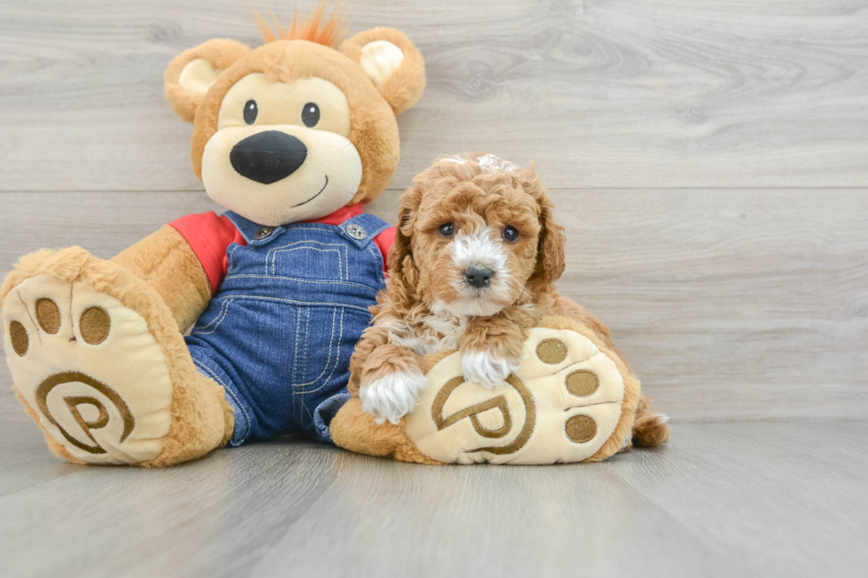 Mini Goldendoodle Pup Being Cute