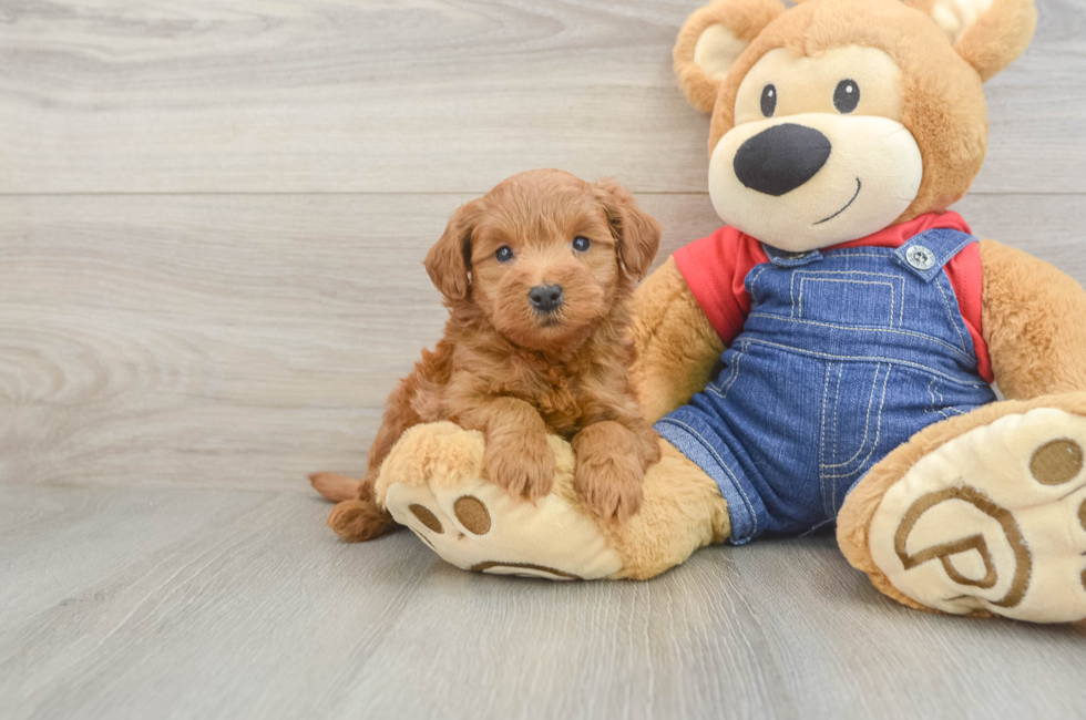 6 week old Mini Goldendoodle Puppy For Sale - Simply Southern Pups